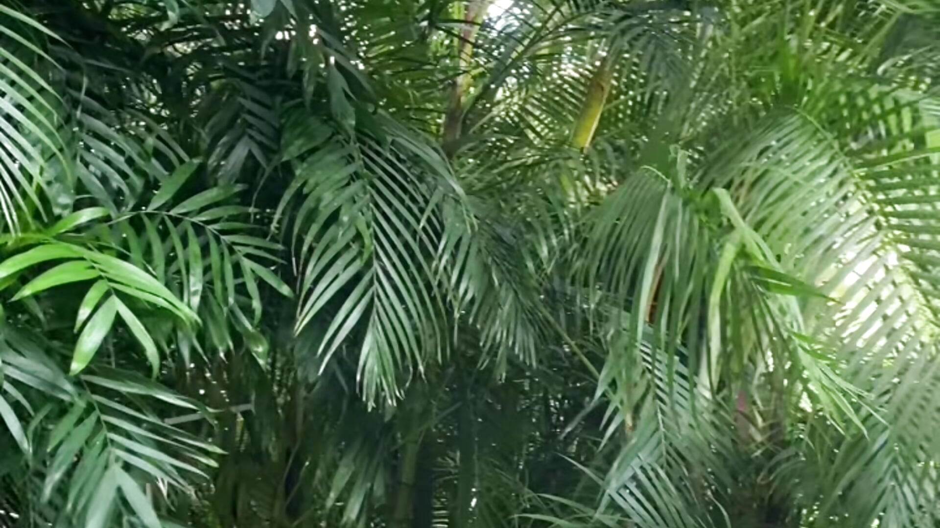 Chunky - clip cu Dona_Mafia model videochat