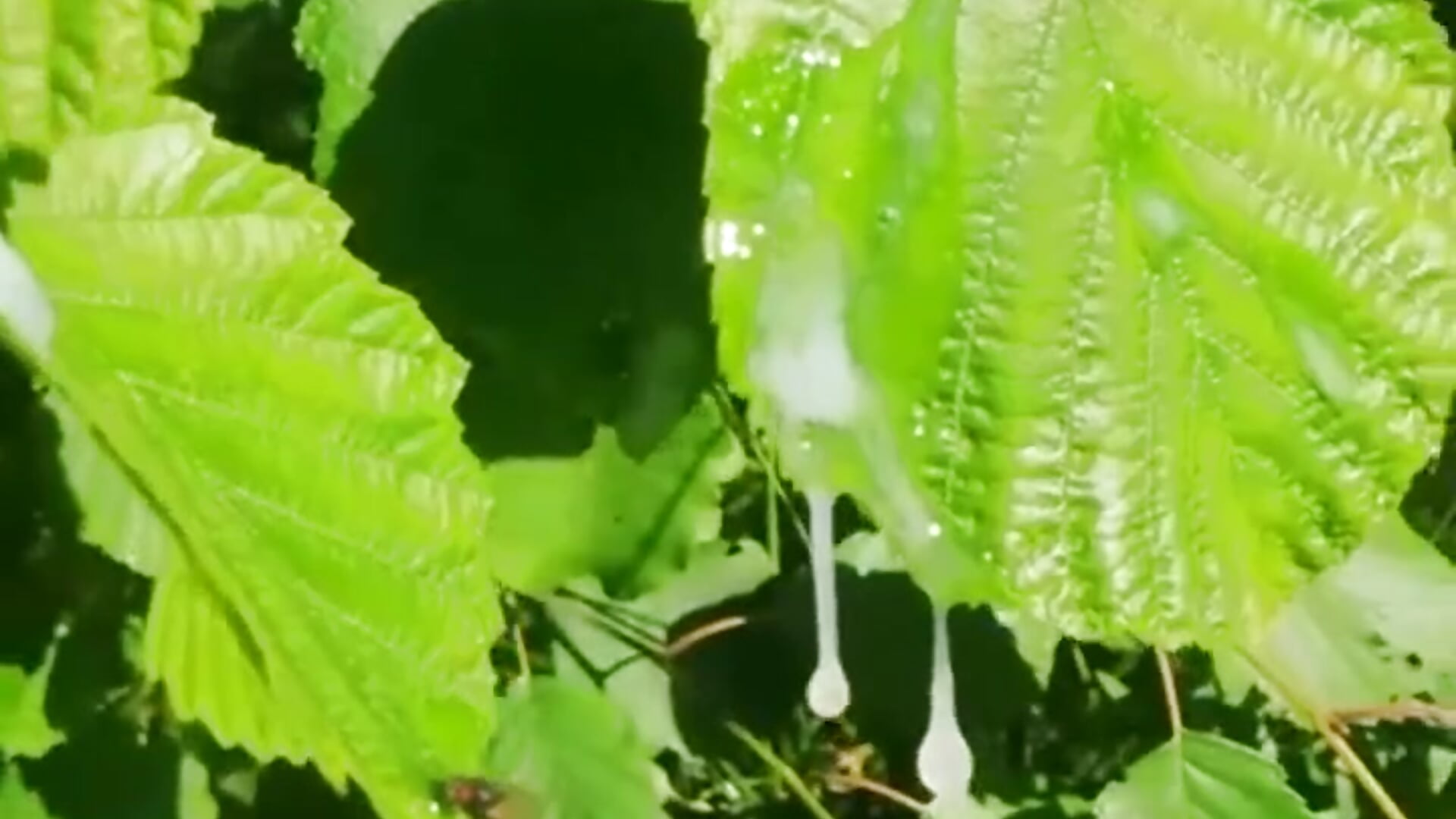 Wild - vidéo du modèle de showcams sexymet666