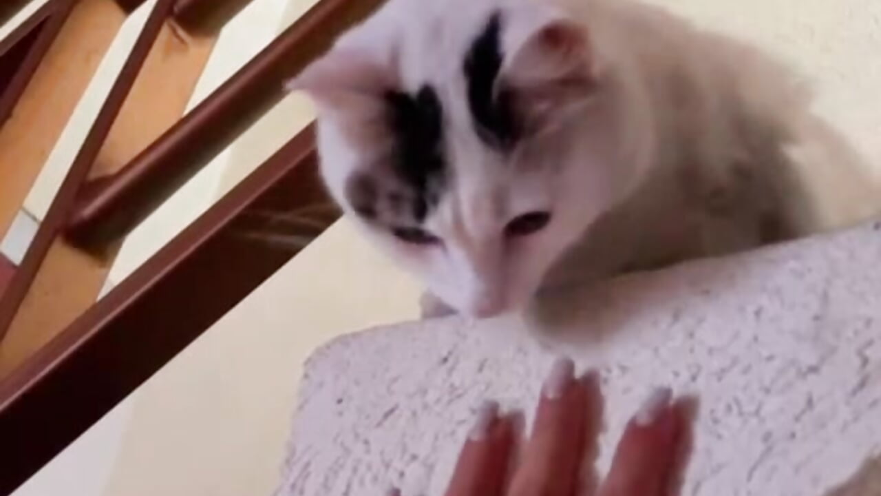 MIAW :3 - video by lizzy_kane cam model