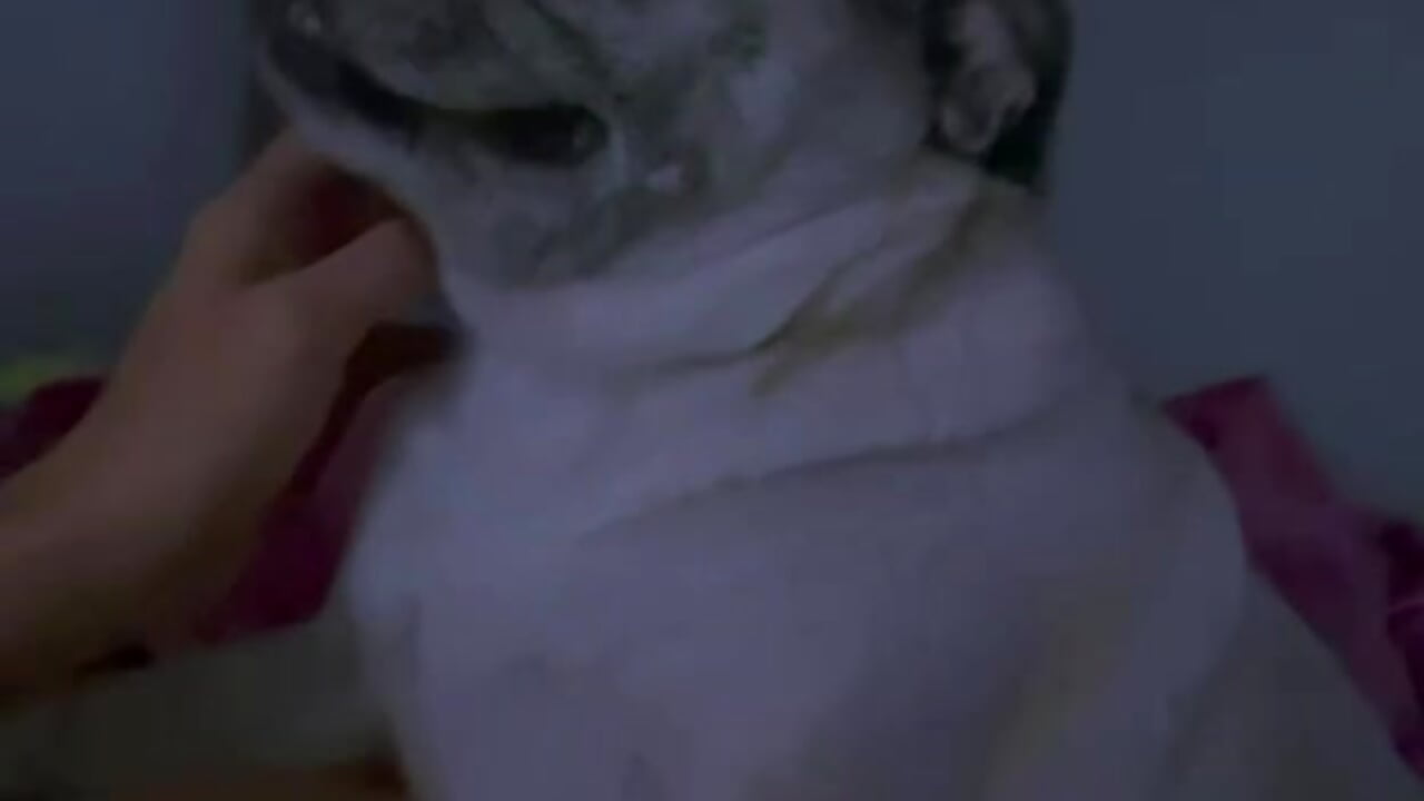 My second therapy 🐾🐶 - video by lizzy_kane cam model