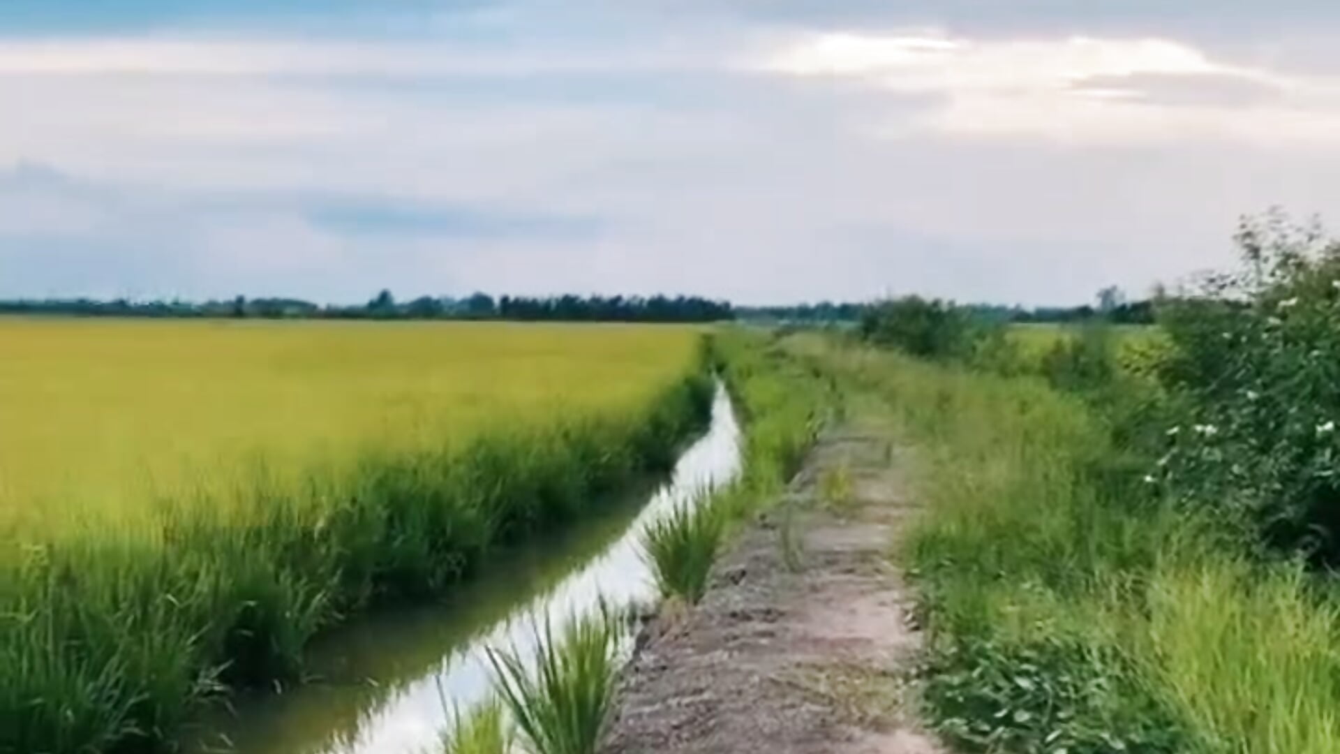 Do you like the peaceful countryside? - vídeo de la modelo de cam Jin_Yourlover