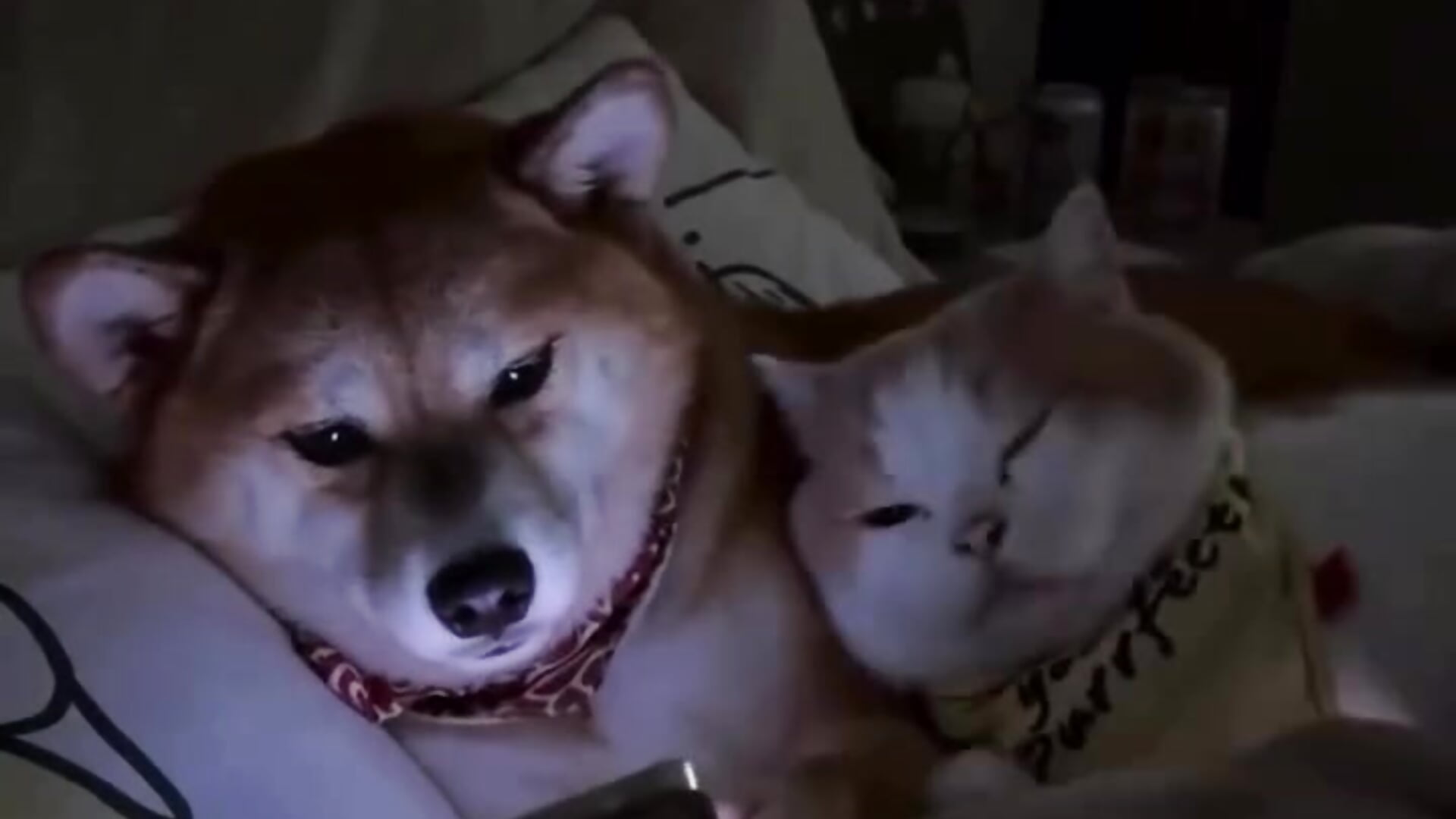 😻 - video by Kissingyouu cam model