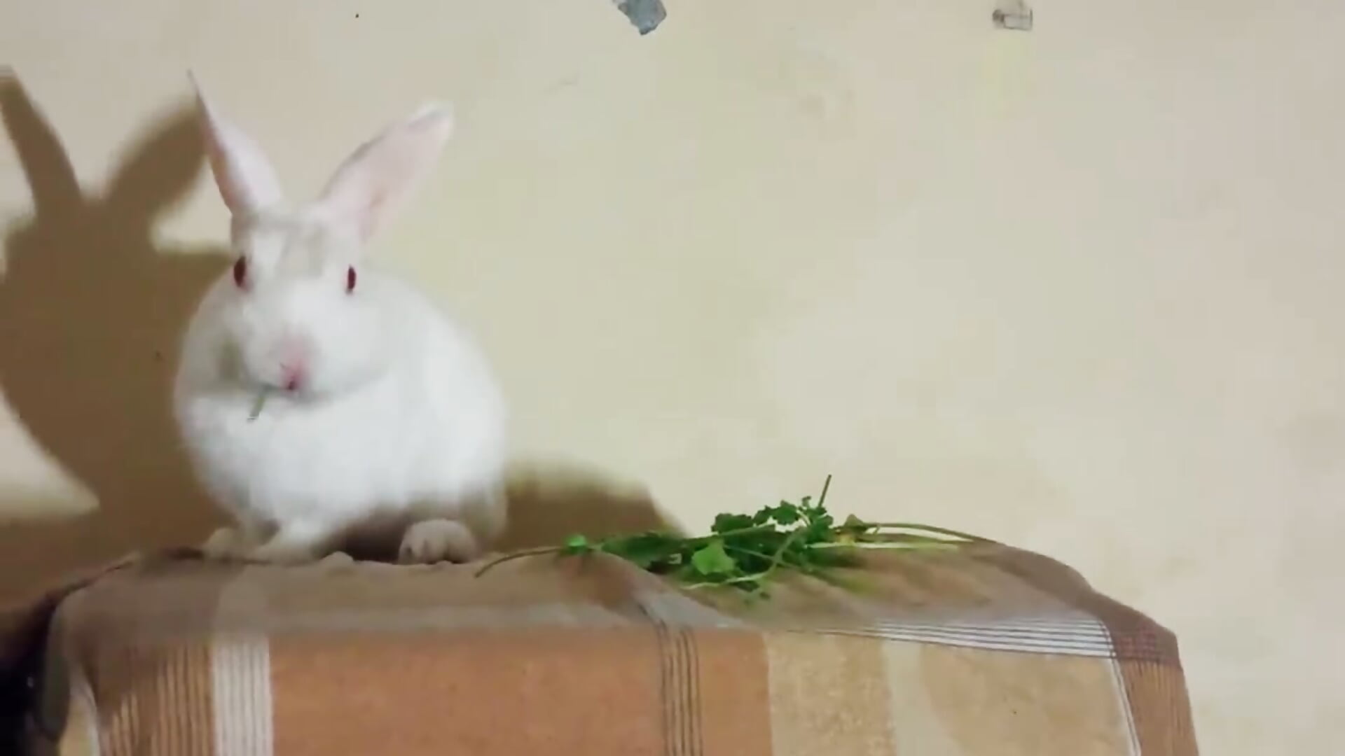 8e9370f2-a1f6-447d-9cd6-fbf278062884-1_all_3861 - video by hunterr1593 cam model