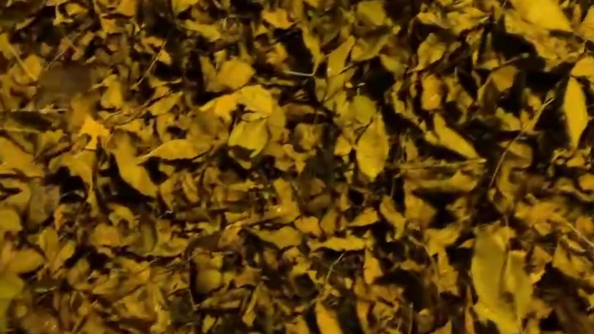 Love golden autumn - video by SoftLuna cam model