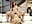 MILF DUO PLEASURE WITH  EVE - video by FitCougar cam model