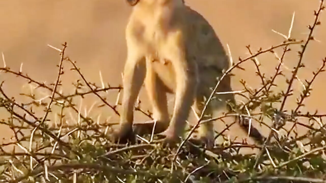 1000110973 - video by Sainicpl cam model