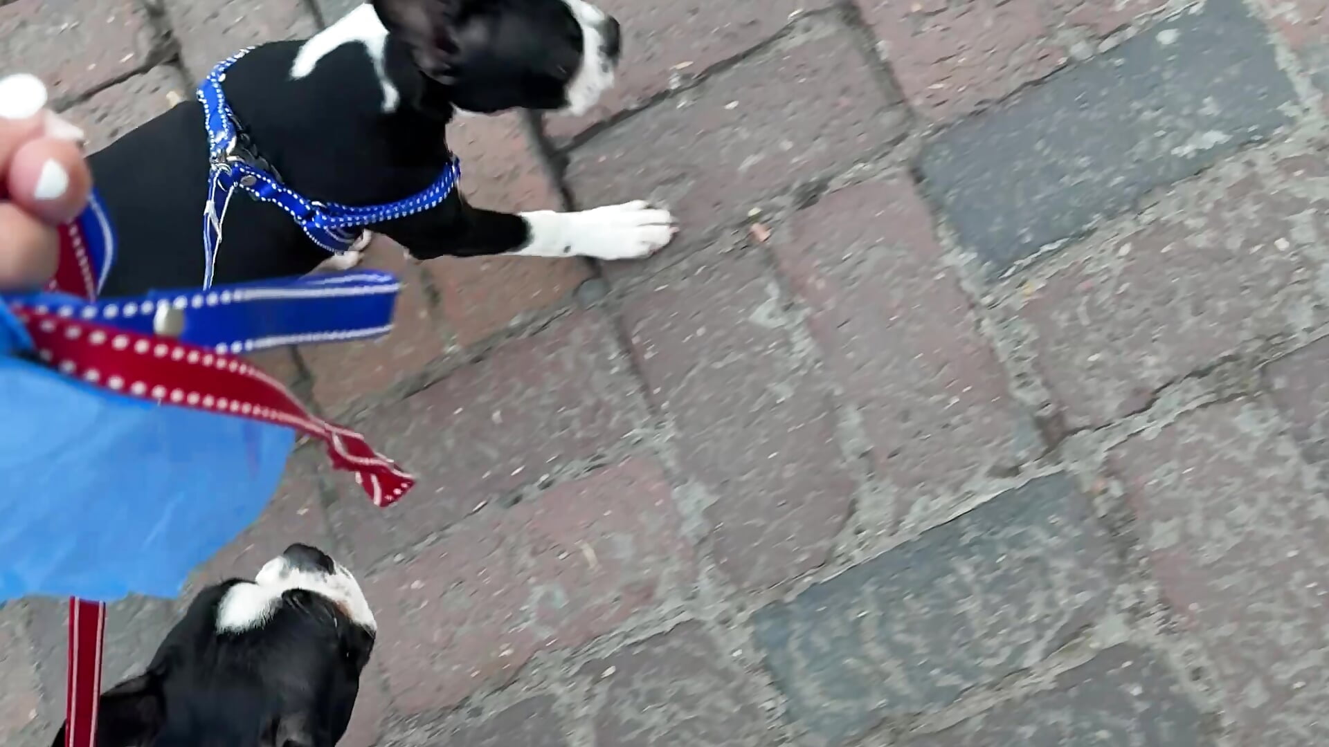 Con mis hijos ❤️🥰 z&o - video by IsabelaStefano cam model