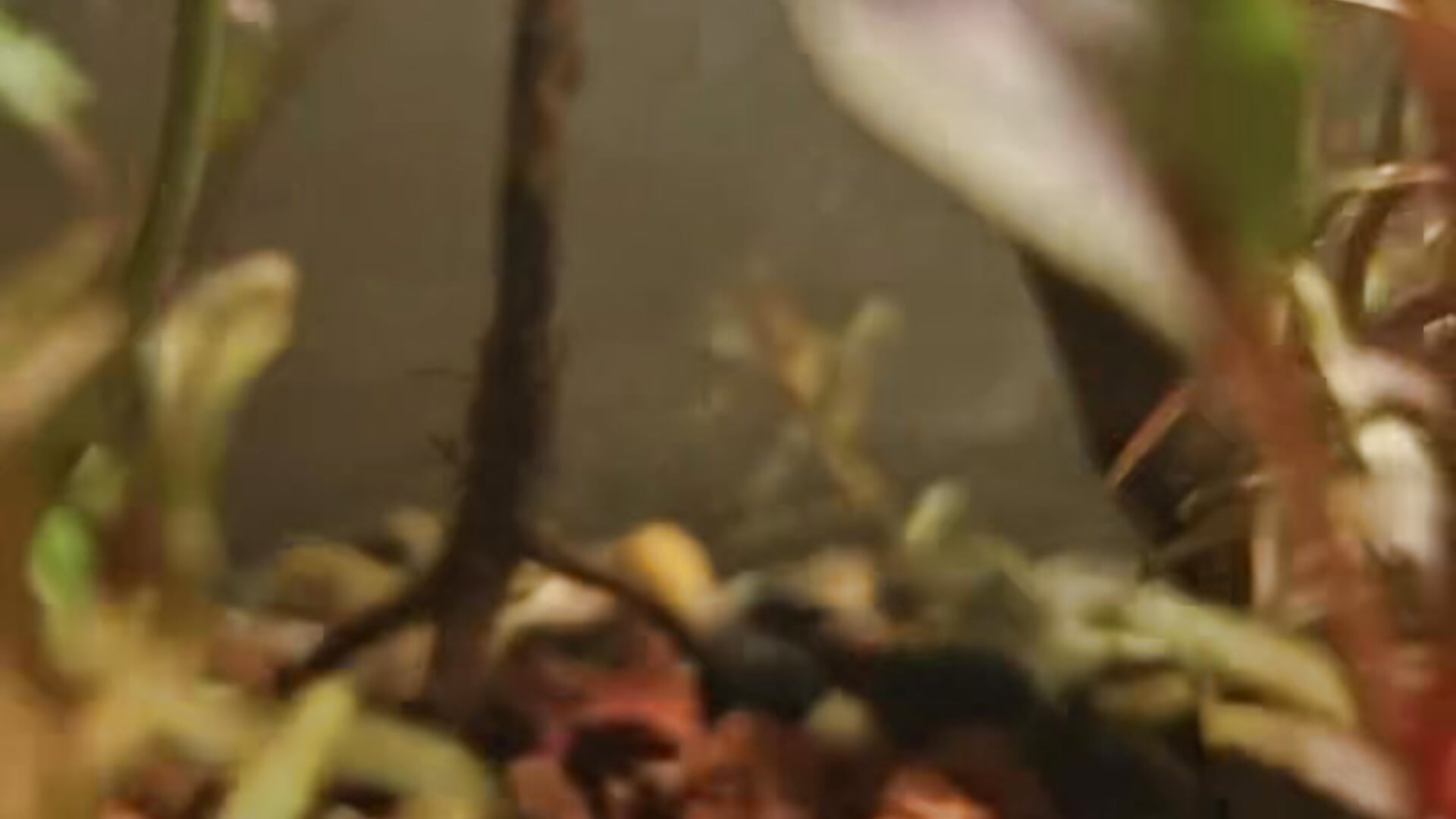 7a30a0b01815115d502d567508b91993 - video by ZhuXiang-JuShi cam model