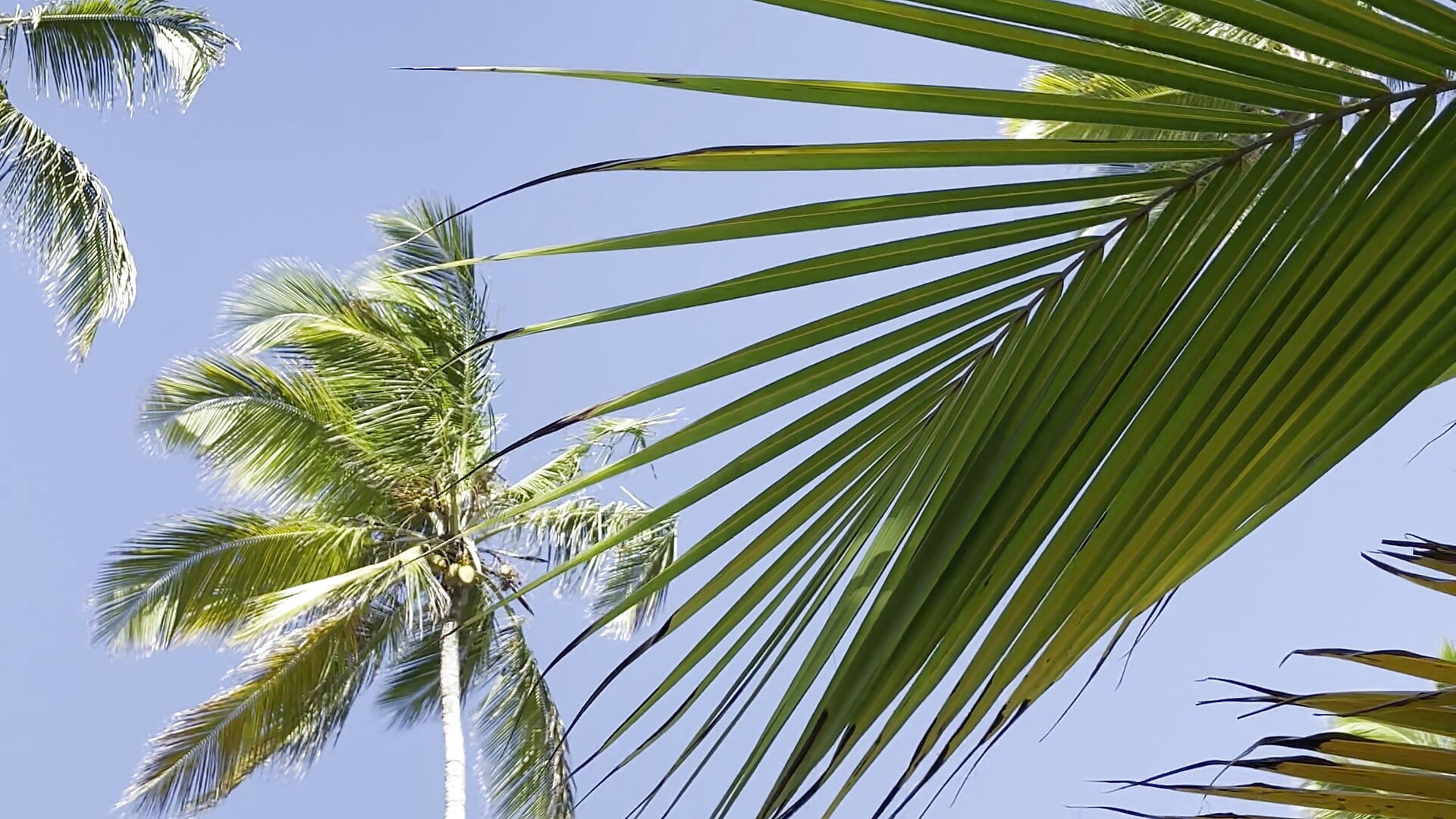 my dream – video od webkamerové modelky JenyJansy