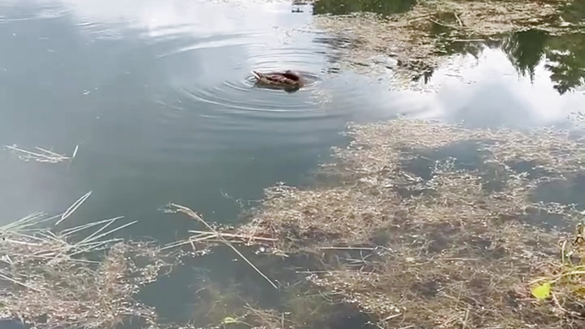 Ducks - video by LeanByri cam model