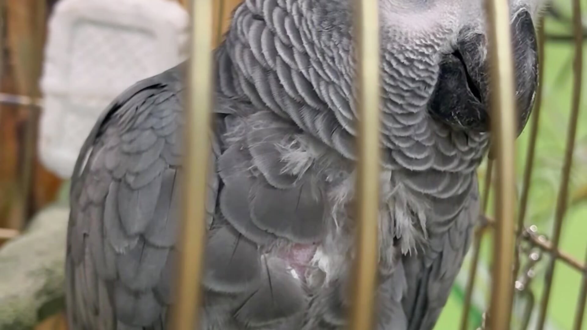 🐰🐍🦥🦨🦔 - video by Adell_Love cam model