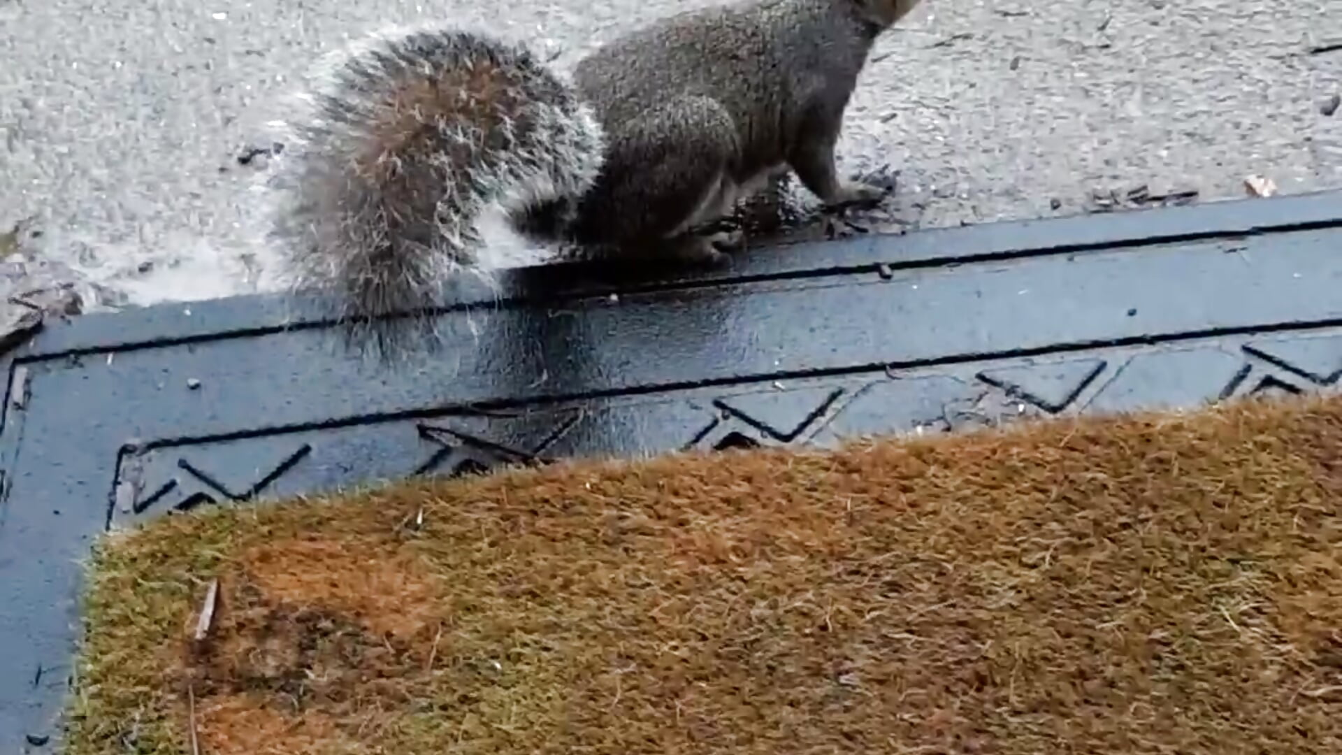 Professional squirrel whispering<3 - video by SweetTea03 cam model