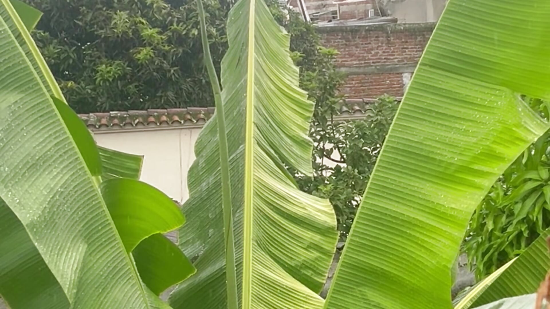 rainy Friday - video by SofhiaTaylor cam model