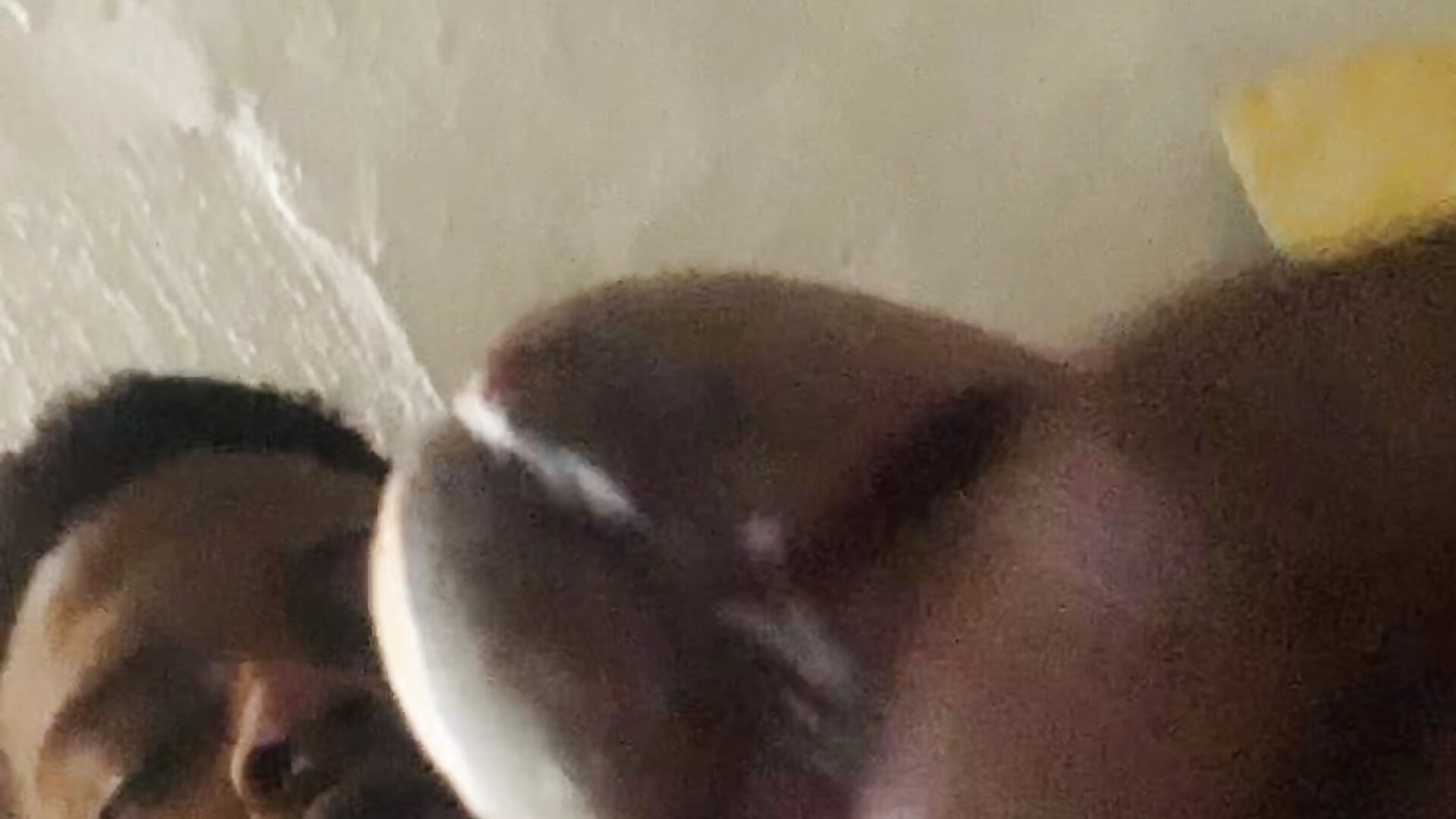 CUMSHOT PERFECT TIMING - ক্যাম মডেল alianttey_-এর ভিডিও