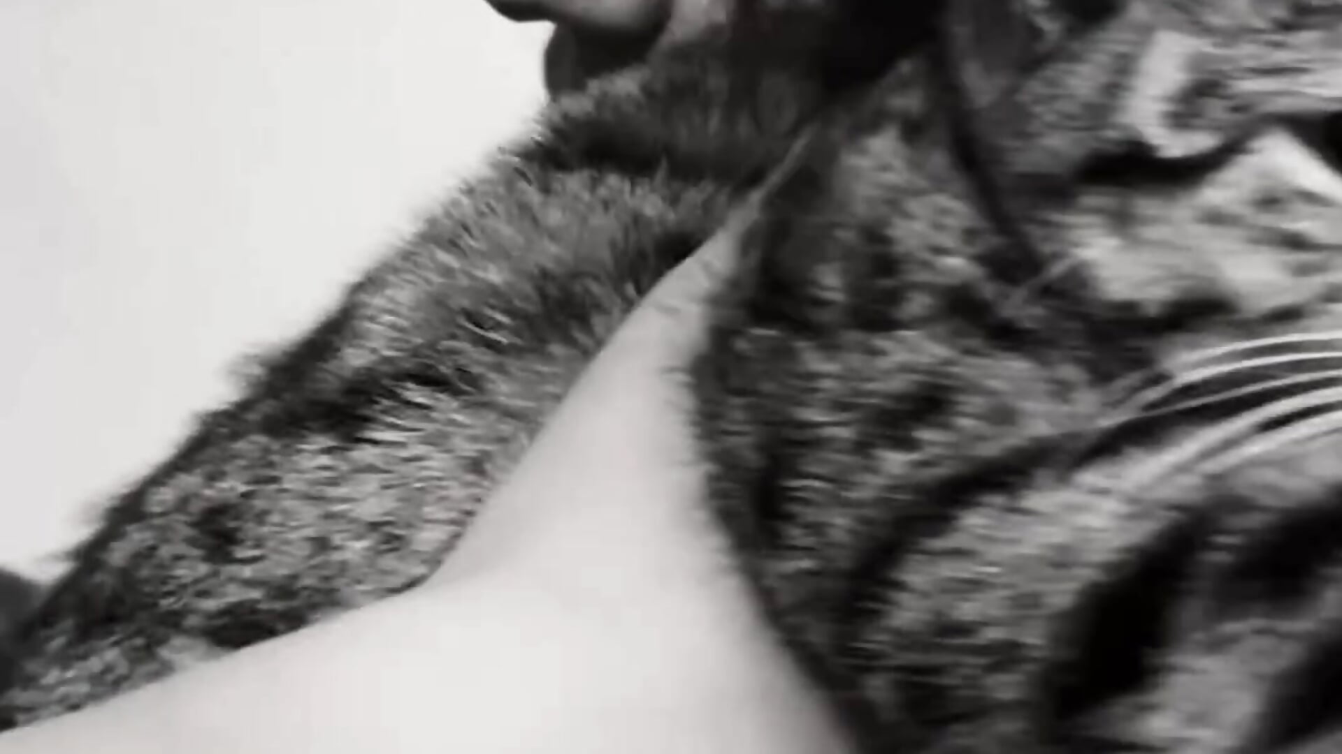 AWW I LOVE MY CAT - ParsedFix主播的视频