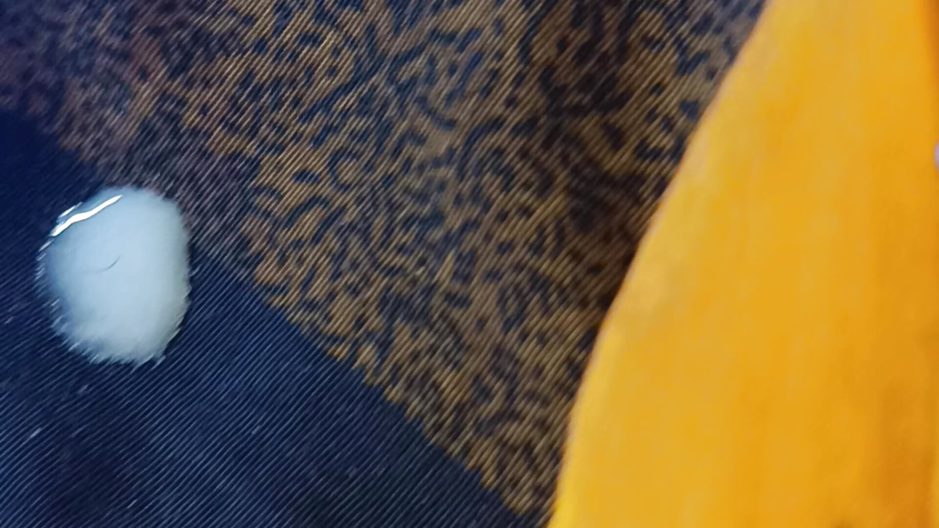 🥵Hot Cum shot on my Body Everything Visible - فيديو من Lovely_Ladyboy_star موديل الكام