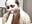 dildo blowjob with blue lipstick - video di StellaCardo modella di cam