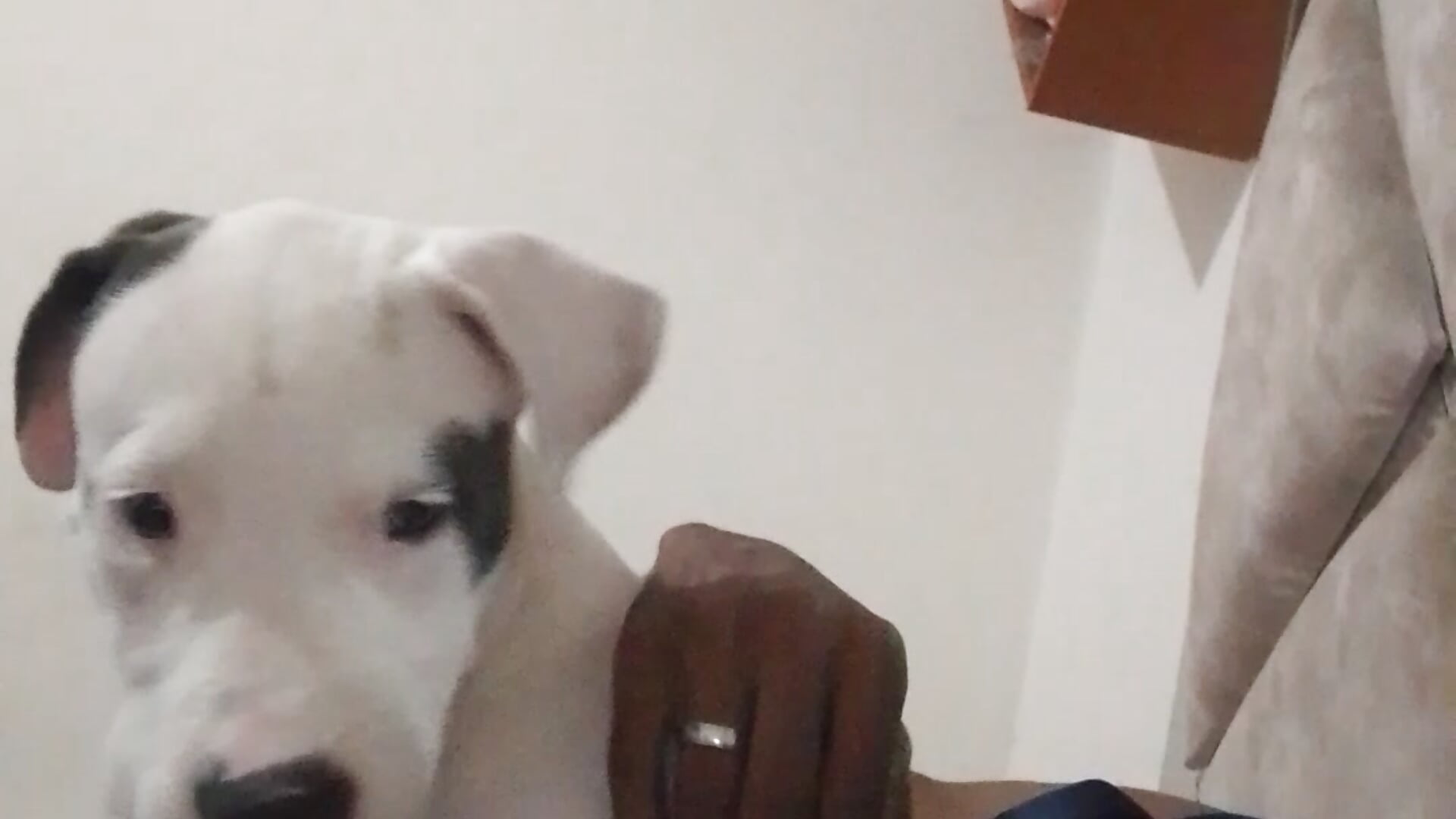 1000059314 - video by estiven_921 cam model