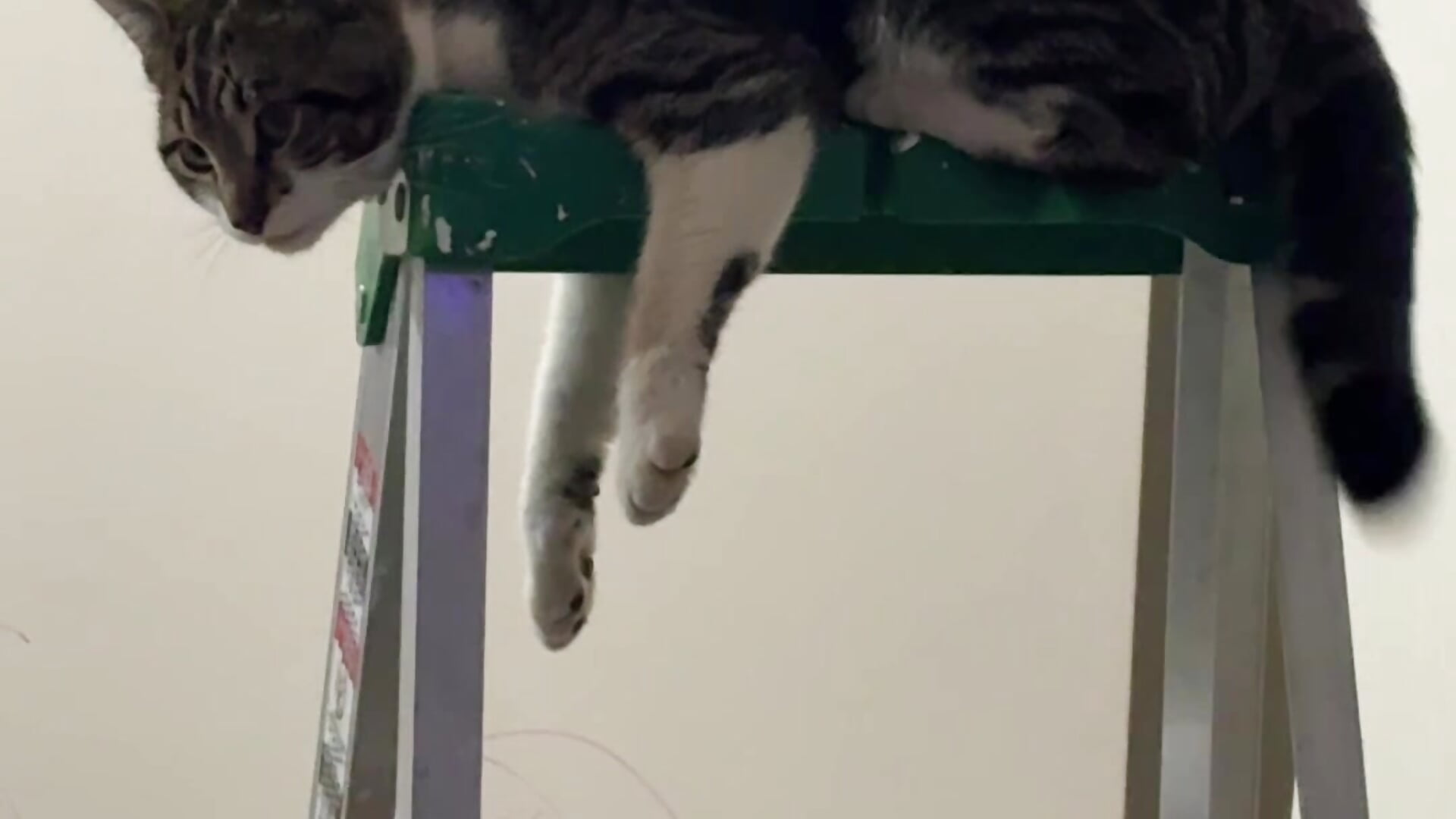 Silly Kitty - video by Lenaravenswood cam model