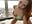 Passion on the balcony - video by A1ice_Jade cam model