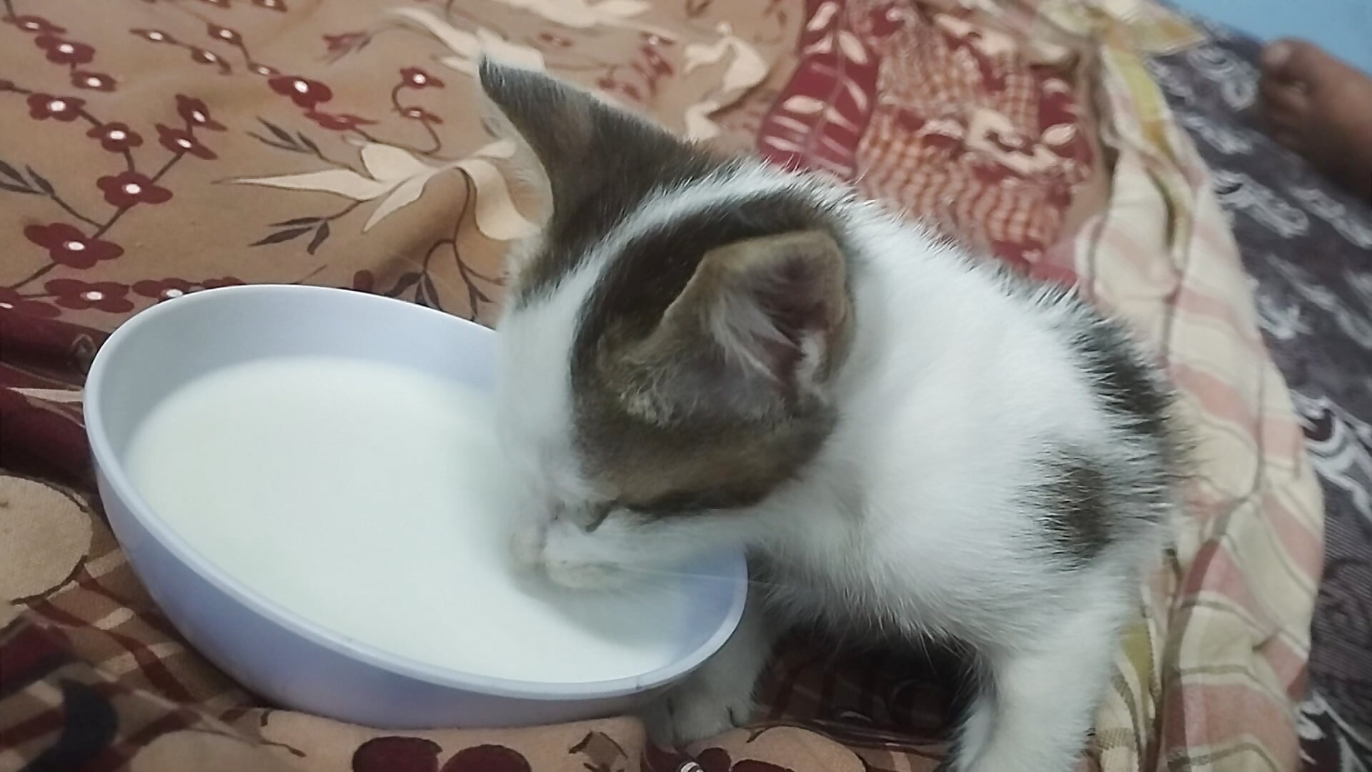 Deepa - video van deepak939257 cam-model