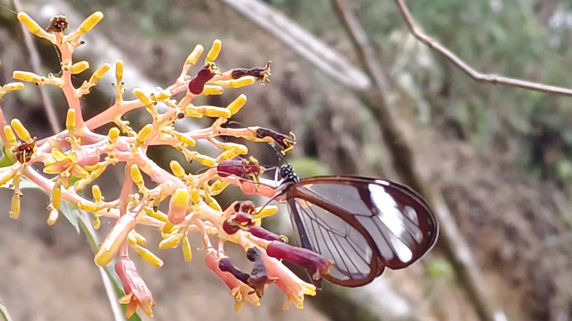 Cuidemos el planeta, cuidemos nuestro hogar💚Let's take care of the planet—it's our home - Video von Lucy-Bluesea Cam-Model