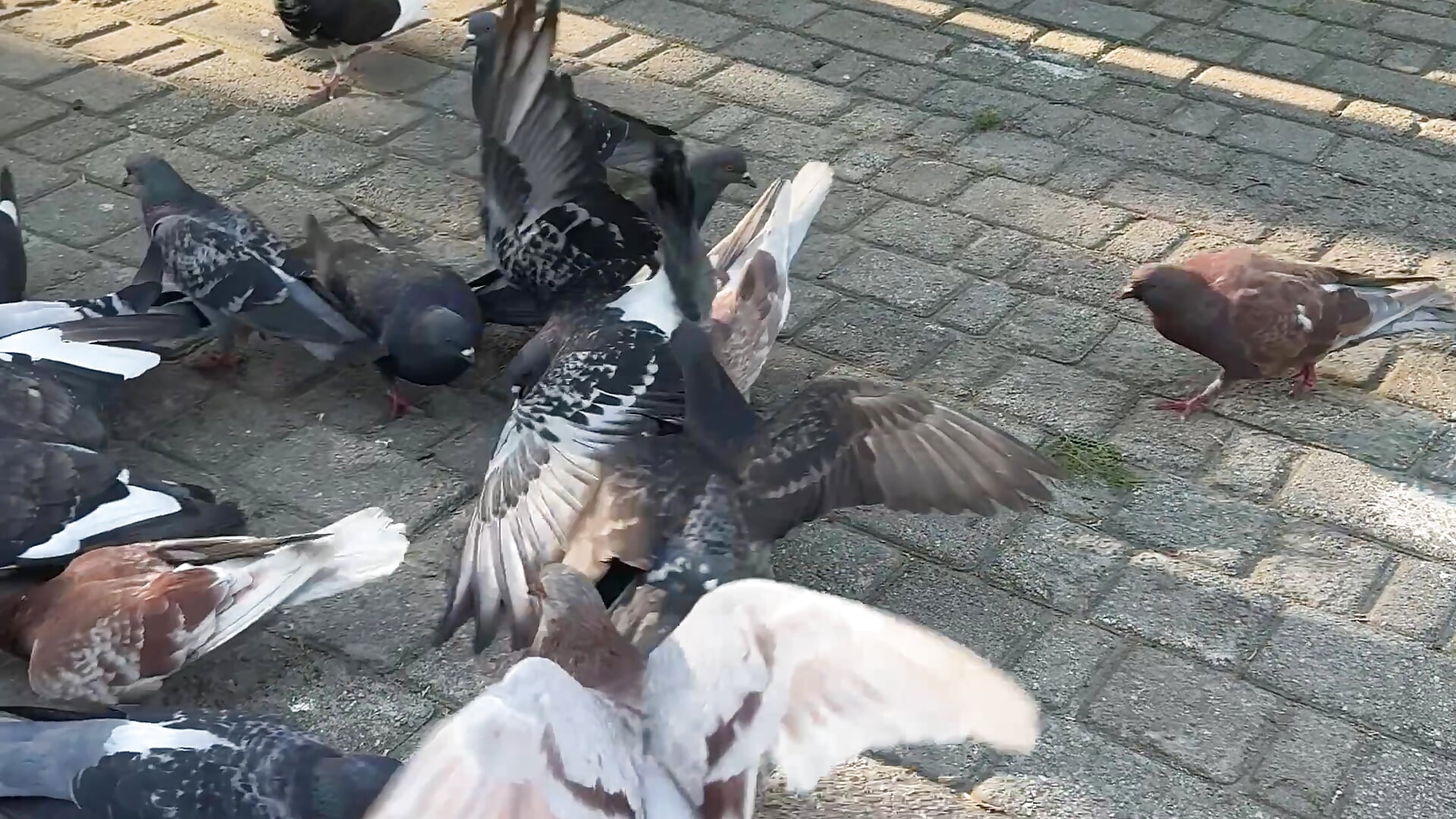 Our new friends 😂 🕊️ – видео вебкам-модели Lira_Fayeee