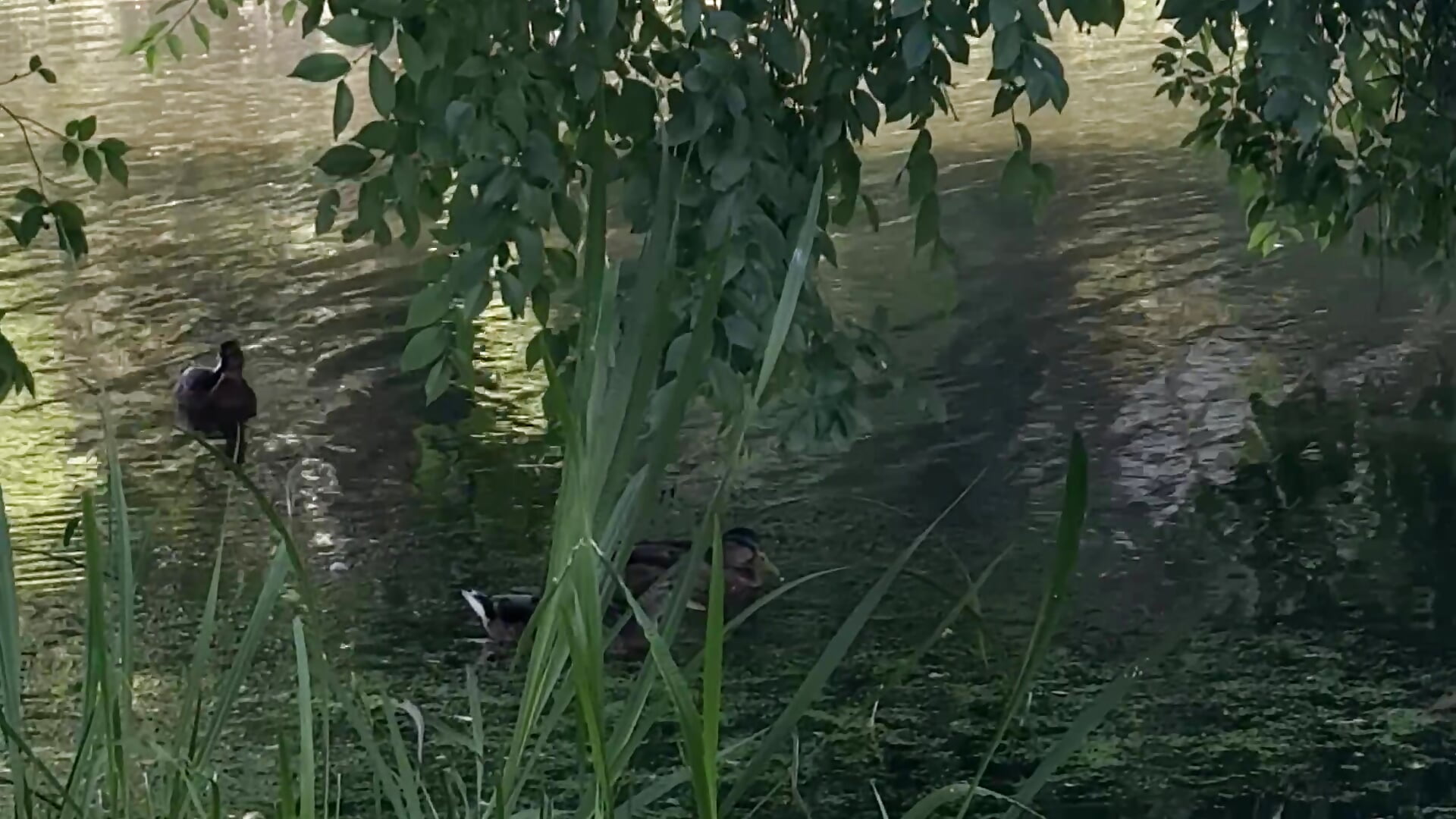 Came to walk our domestic ducks🦆 – видео вебкам-модели Lira_Fayeee
