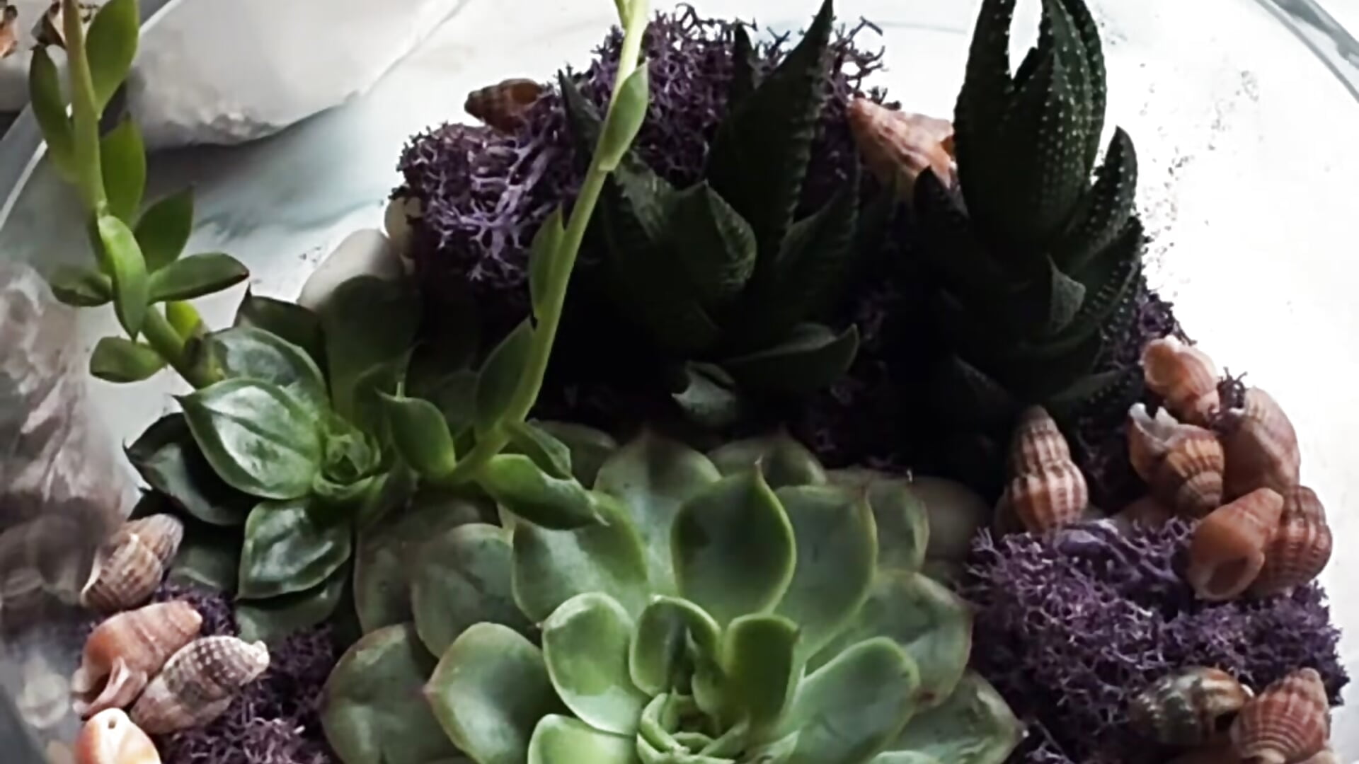 I made a florarium with my own hands ) I like it so much - video di Lira_Fayeee modella di cam