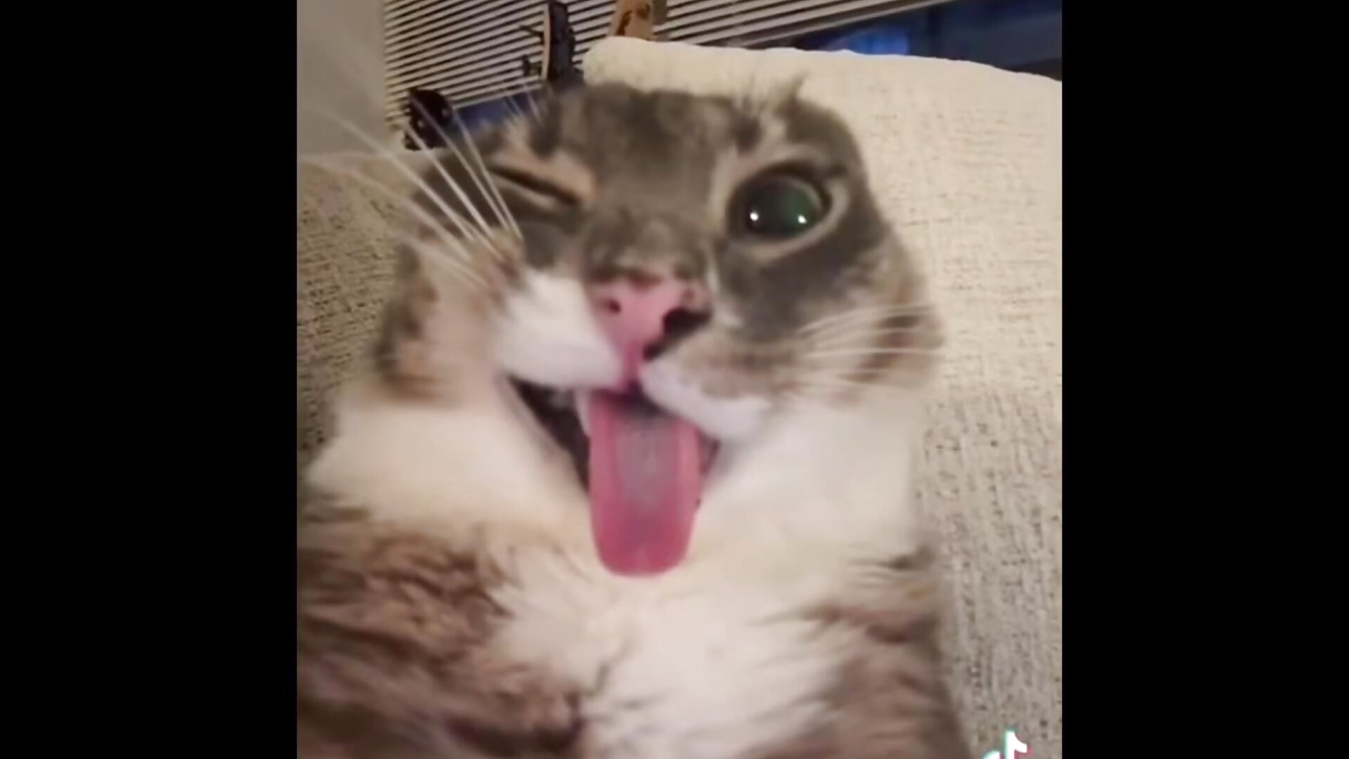 strip tok day 8 - video av easter_altt cam model