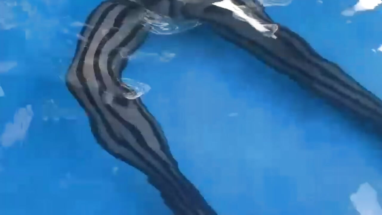 HeatWave in Pool, ass fucked