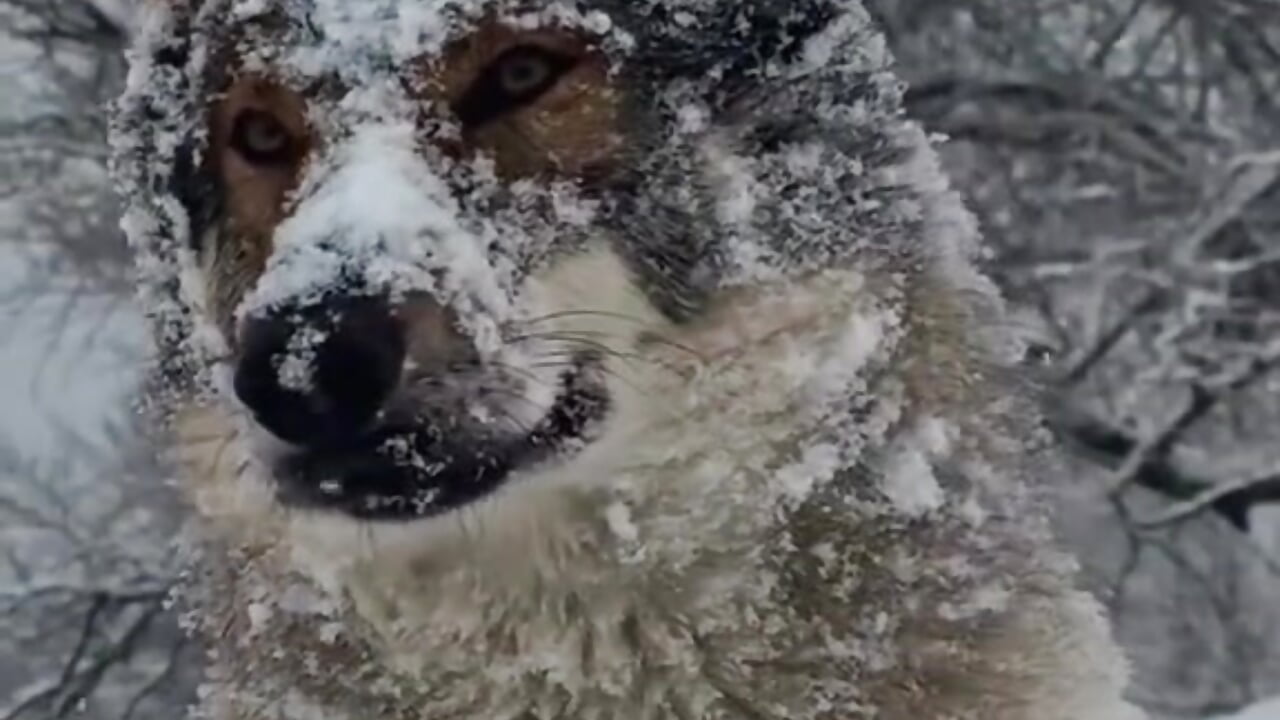 e24cc5a1532367db1420d9cdb37bdeea - video by Ma71c7z cam model