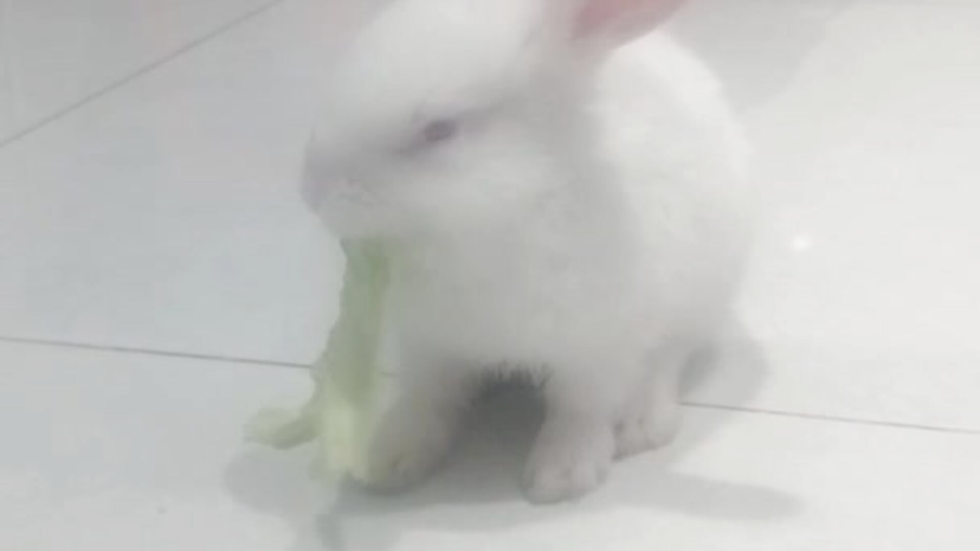 1000005404－カメラキャストのchichlasuongの動画