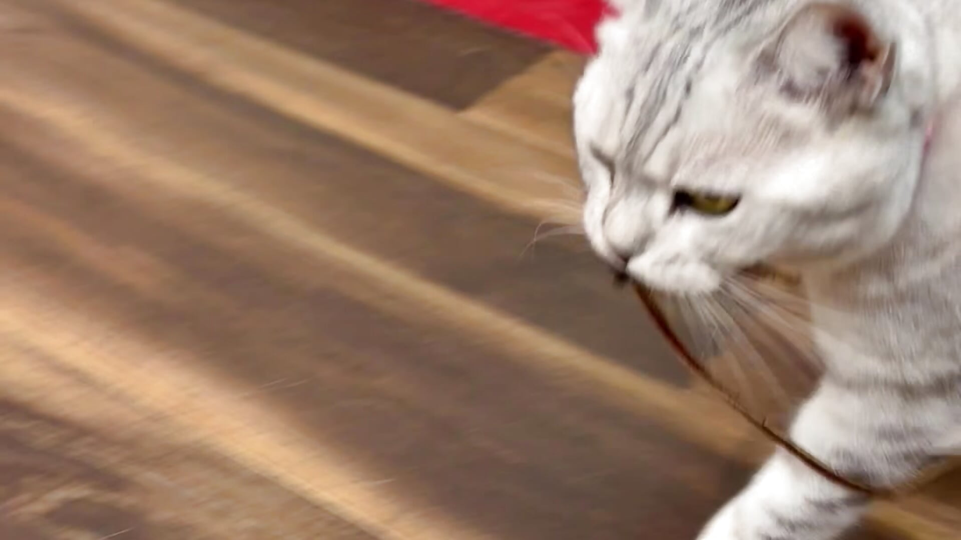 IMG_2266 - วิดีโอโดย Sana_xxx โมเดลแคม