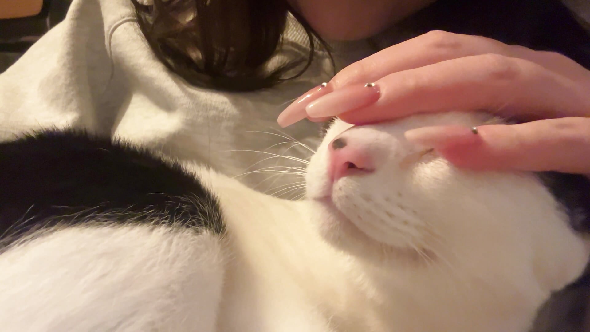 ねこちゃんと戯れる動画🤍