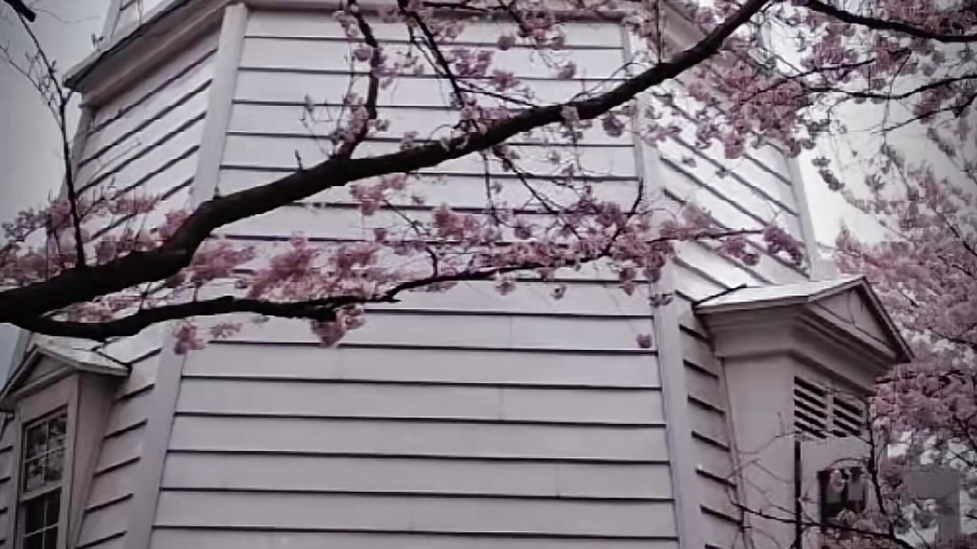 🌸🌸🌸 - video oleh Sam_Bae kamera model