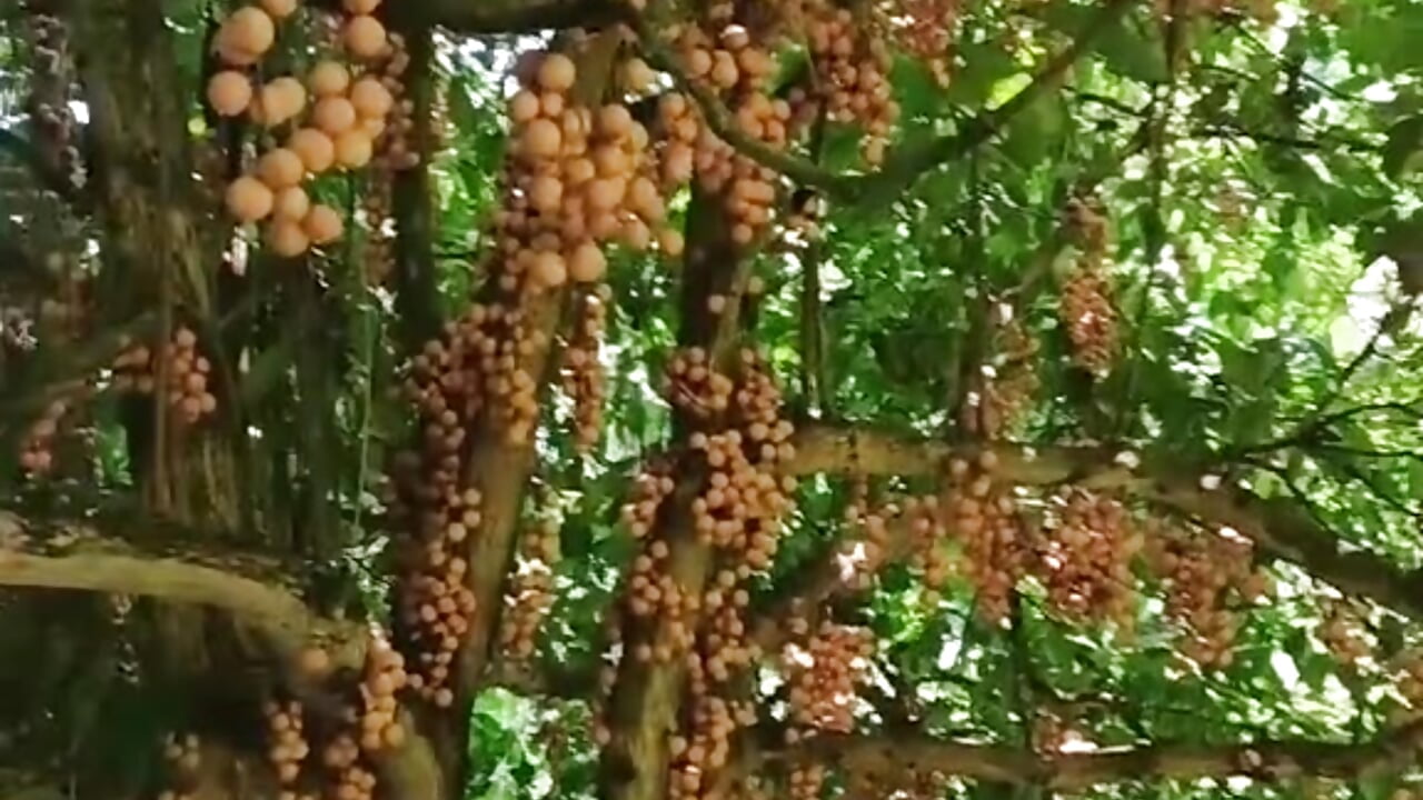 BÌNH YÊU NGÀY GIÁP TẾT - video od modelky/modela Sweet--Sexy