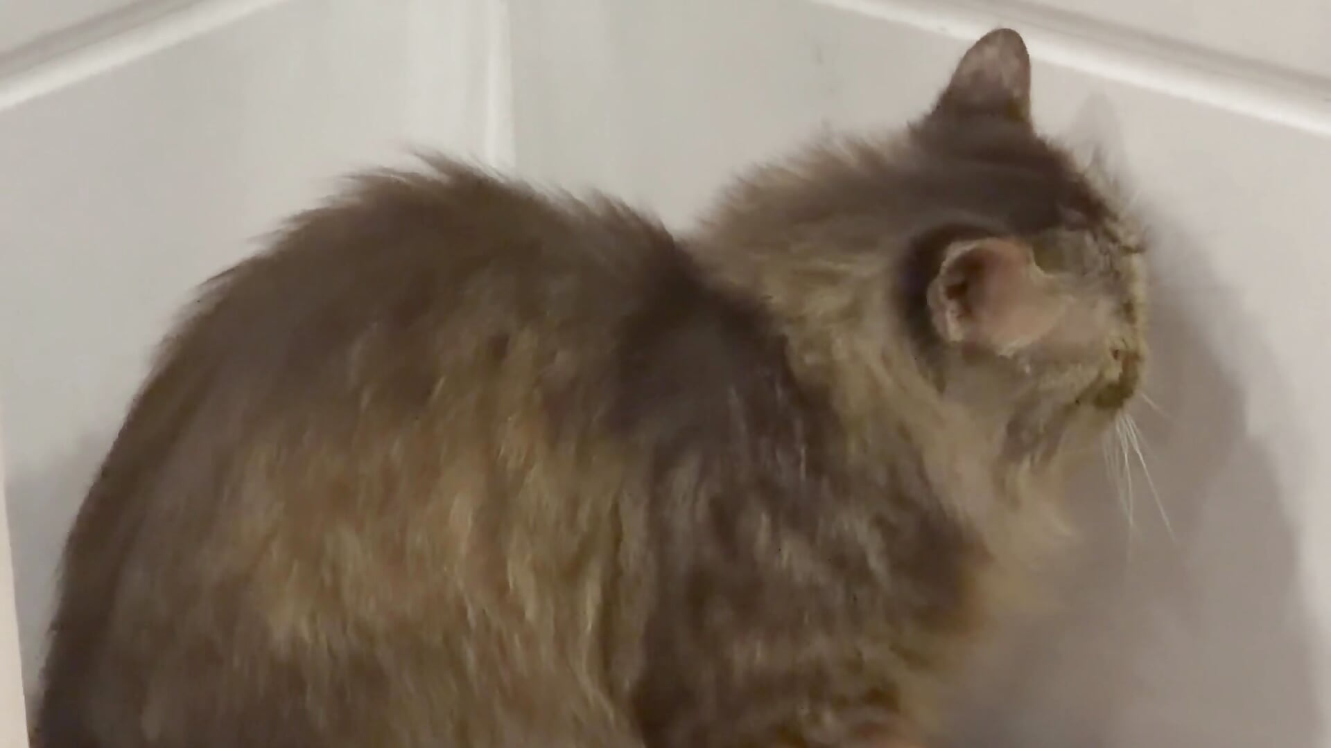 IMG_5613 - video by Nunu_babii cam model