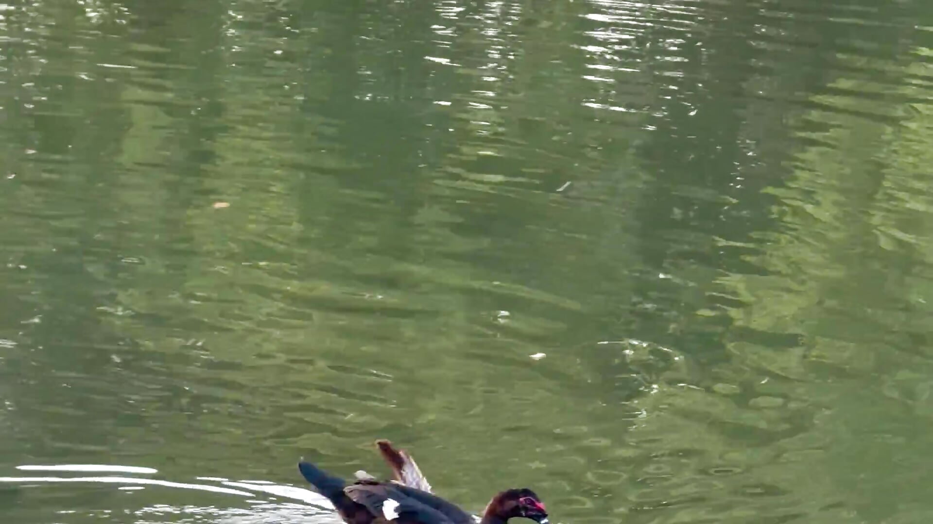 IMG_1427 - video by Nunu_babii cam model