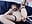Ballgag + Spanking and Slapping my Pussy with Anal Fuckmachine - vídeo de IvoryDreams