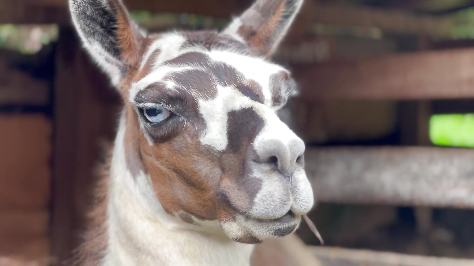 IMG_5499.mov - vídeo de Felicity_Hops modelo de câmara