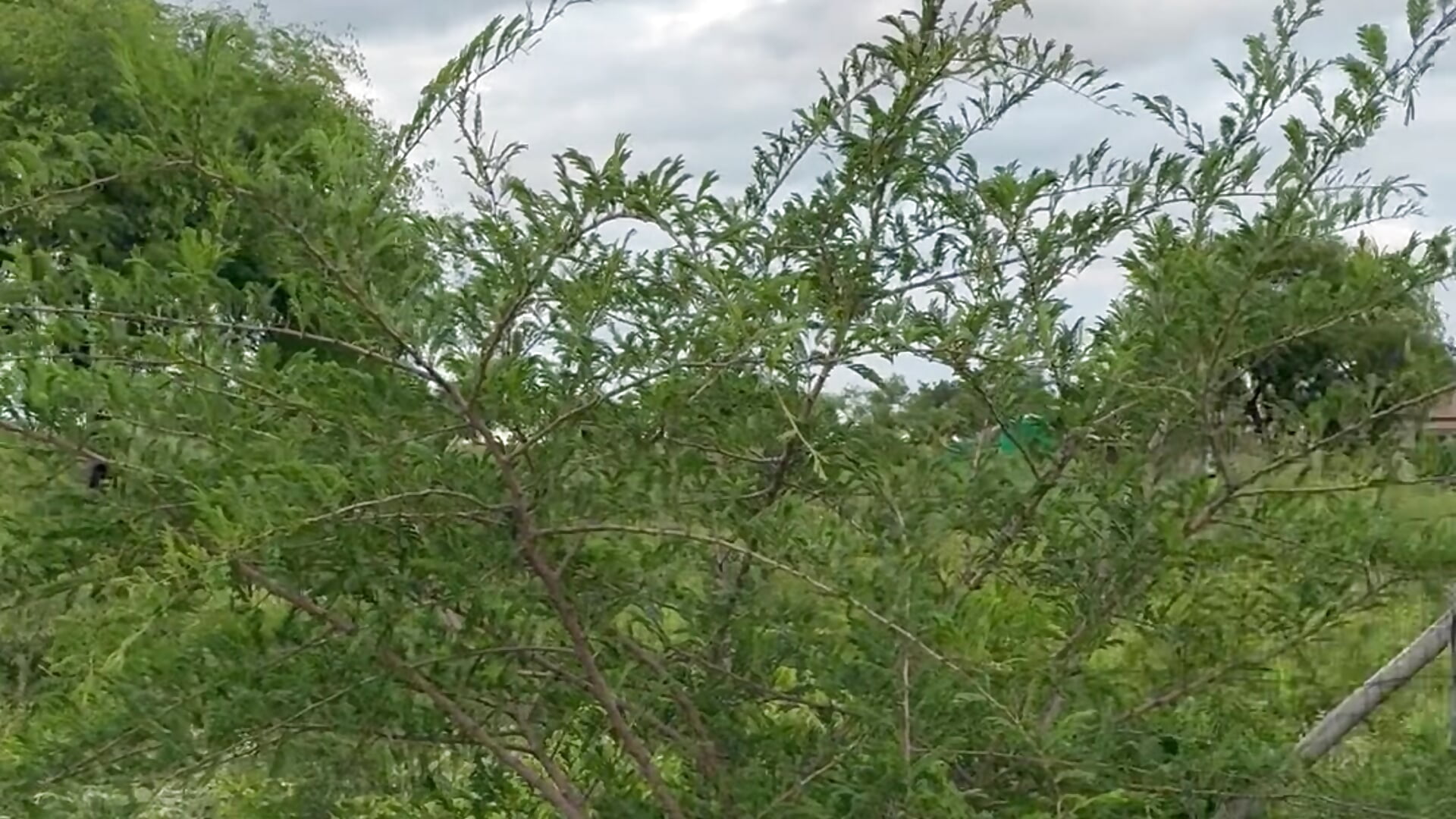 IMG_7165 - vídeo de la modelo de cam benefitsdriller