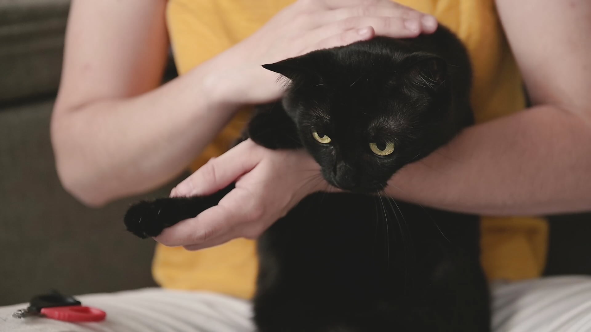 Котик - clip cu FedorWolf model videochat