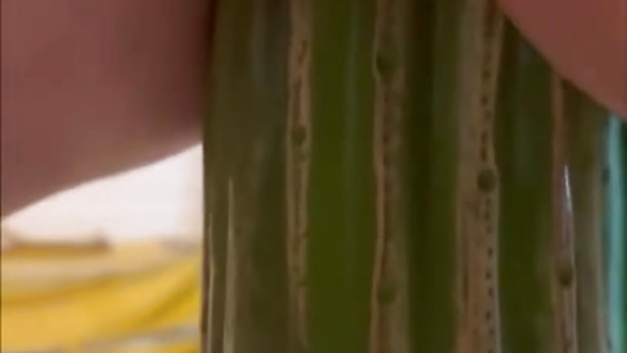 Cactus :p