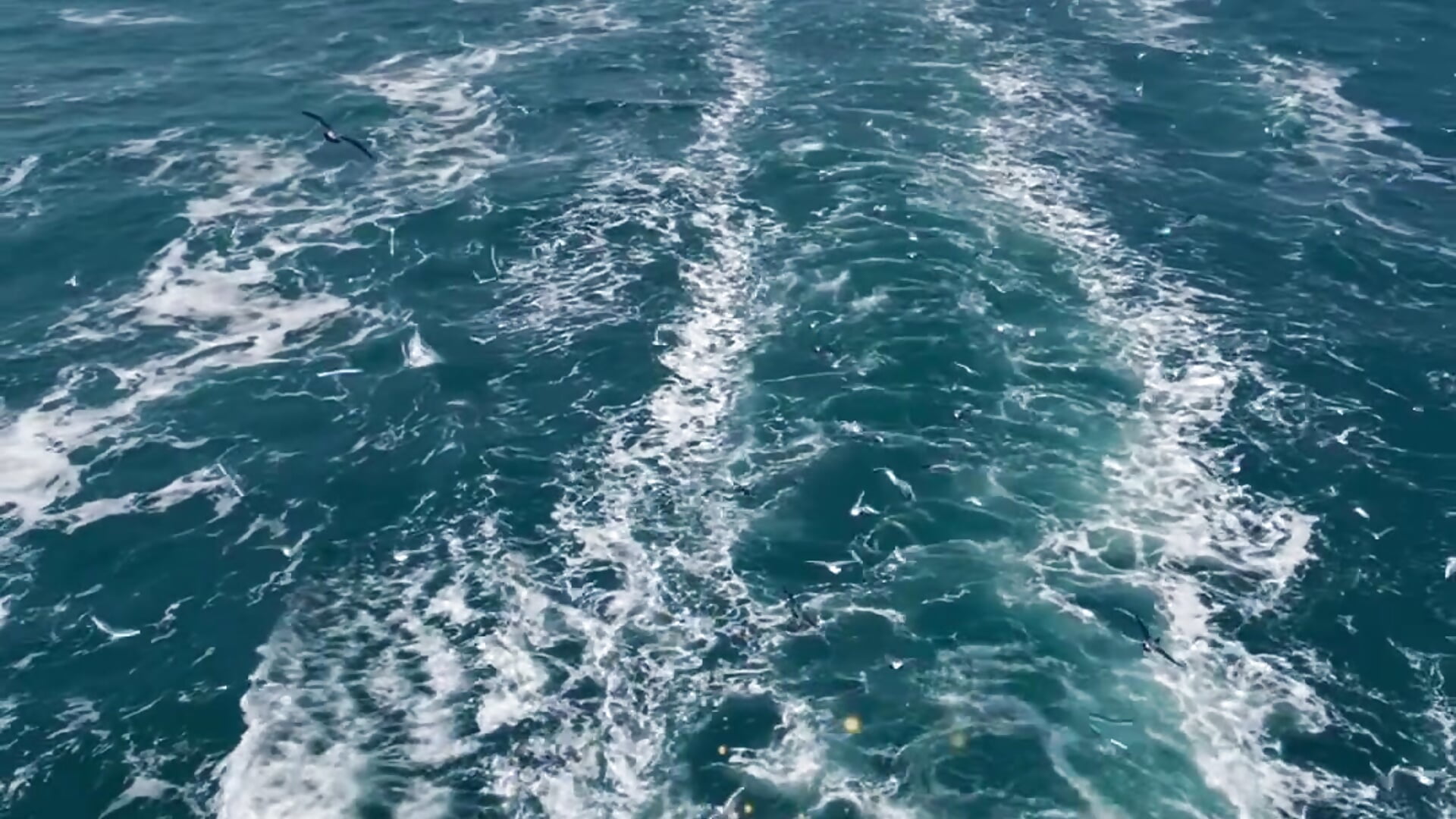 copy_C401C616-4EE2-472C-9442-32D205CF96F7 - video của người mẫu cam Donlphin76