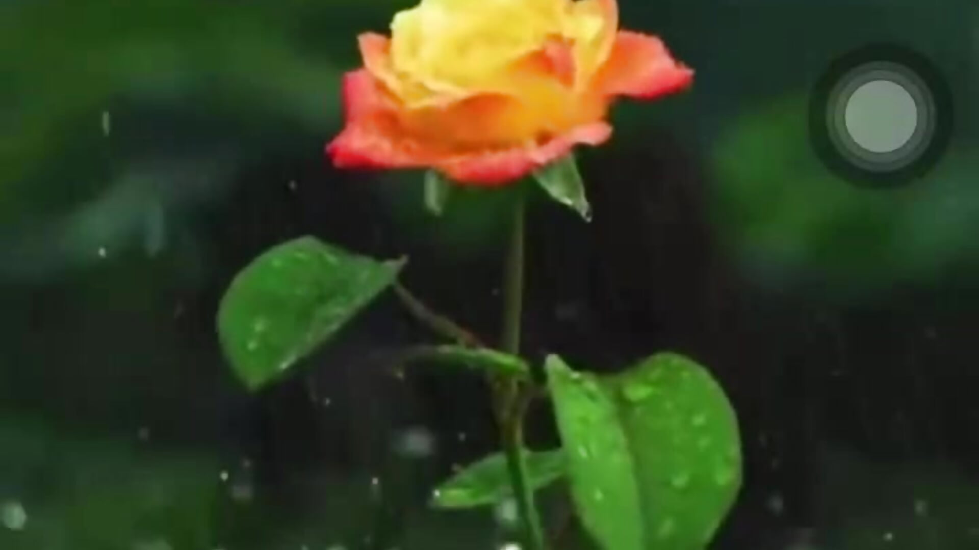 🌹🌹🌹 - Sunny-Flower主播的视频