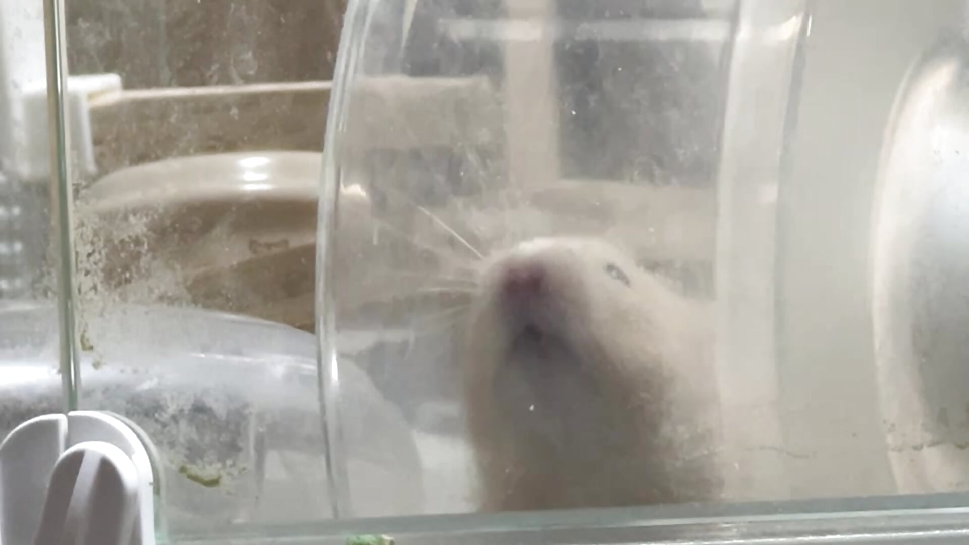 IMG_6855.mov－カメラキャストのNaco_75の動画