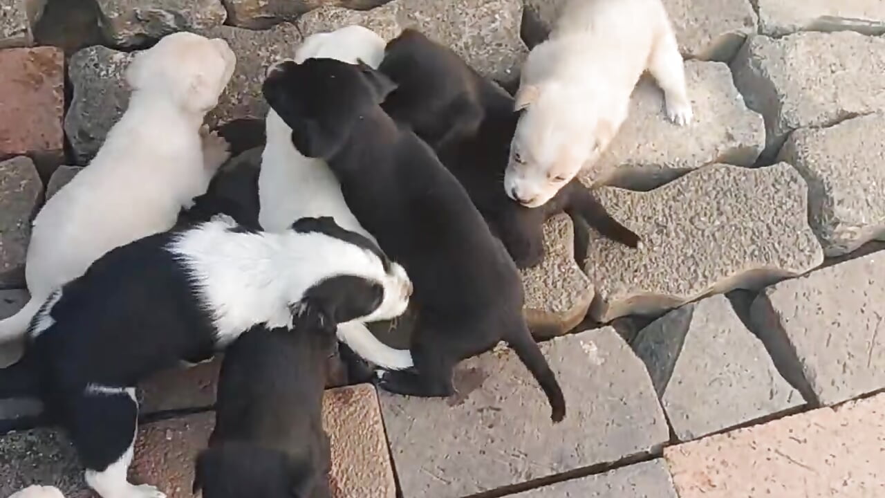 profile-intro-video-1768282324 - Winterslender主播的视频