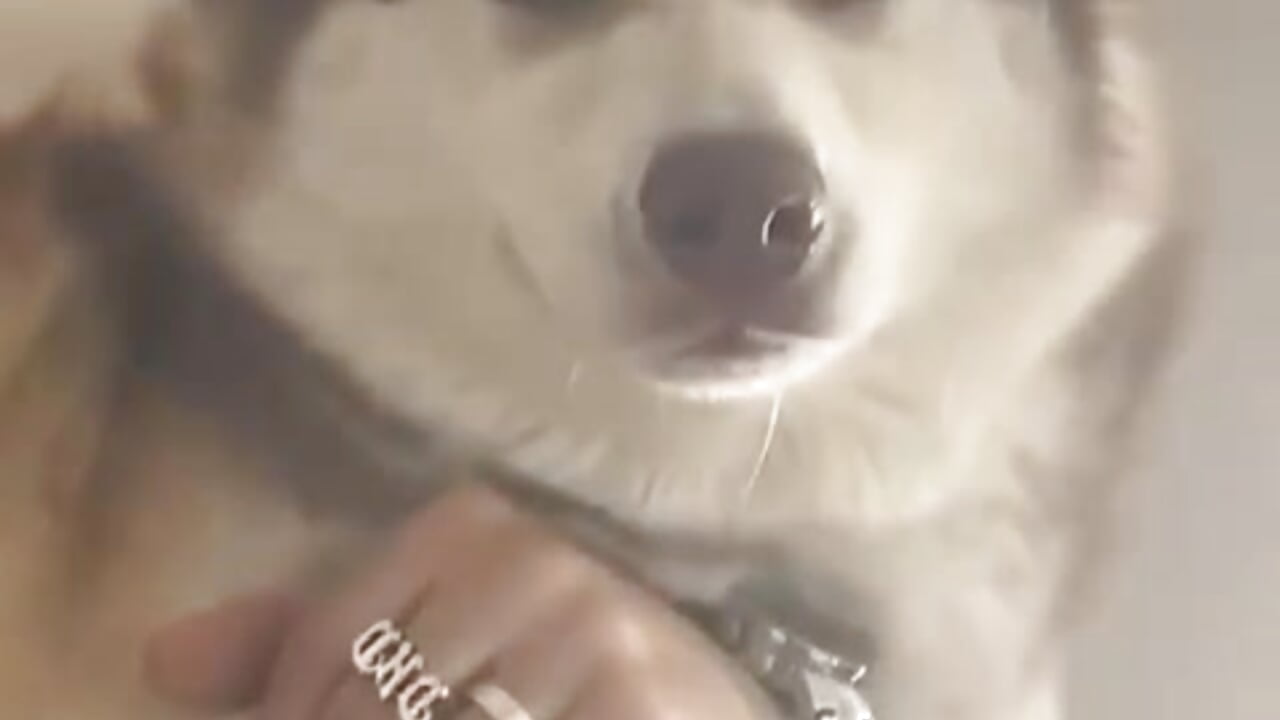 A Man's Best Friend - video by Alfiebangs cam model