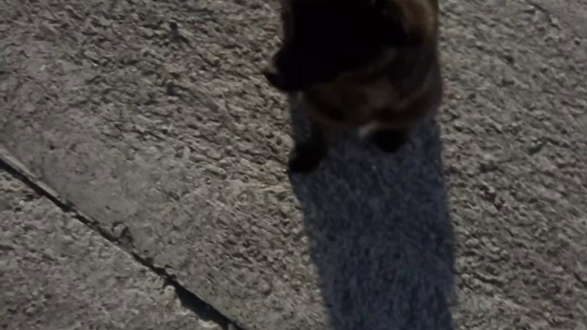 My cute friend 🫠😍 – video modela na kameri JaquelineLaurent